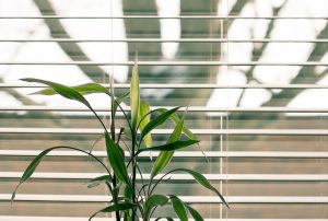 Plant in front of a window with a blind